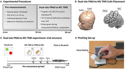 Probing Context-Dependent Modulations of Ipsilateral Premotor-Motor Connectivity in Relapsing-Remitting Multiple Sclerosis